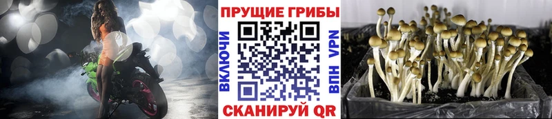 Галлюциногенные грибы Psilocybe  Куровское 